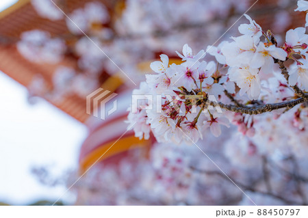 【第23番札所】春の薬王寺の桜【四国八十八箇所】 【第23番札所】春の薬王寺の桜【四国八十八箇所】 88450797
