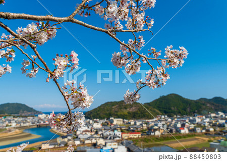 【第23番札所】春の薬王寺の桜【四国八十八箇所】 【第23番札所】春の薬王寺の桜【四国八十八箇所】 88450803