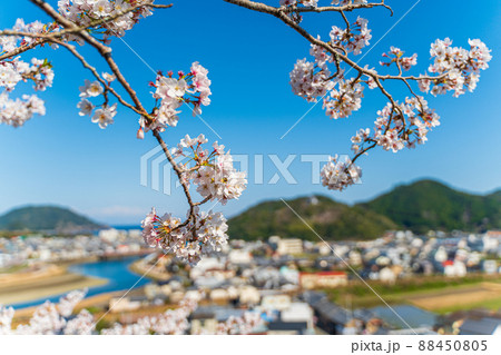 【第23番札所】春の薬王寺の桜【四国八十八箇所】 【第23番札所】春の薬王寺の桜【四国八十八箇所】 88450805