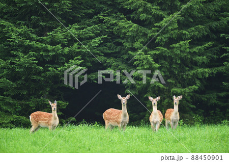 森で出会ったエゾシカの群れ（北海道） 88450901