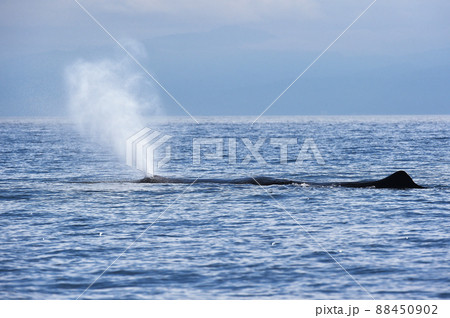 マッコウクジラの潮吹き(北海道・羅臼沖) マッコウクジラの潮吹き(北海道・羅臼沖) 88450902