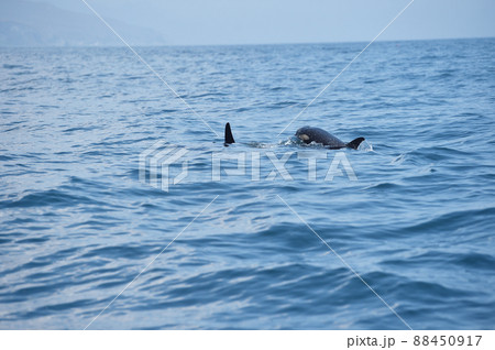 知床の海を泳ぐシャチの群れ(北海道・羅臼) 知床の海を泳ぐシャチの群れ(北海道・羅臼) 88450917