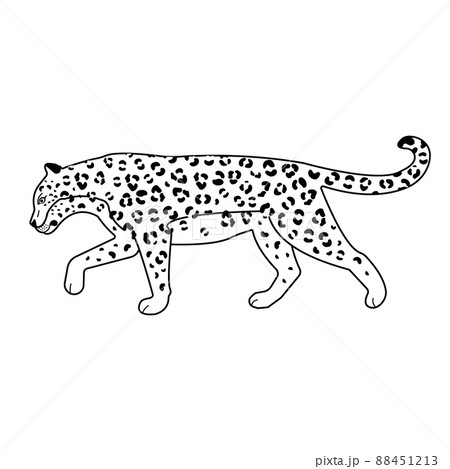 Vector flat outline leopard 88451213