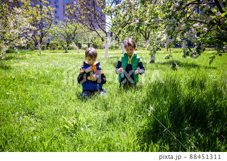 Kids on Easter egg hunt in blooming spring garden. Children searching for colorful eggs in flower meadow. Toddler boy and his brother friend kid boy play outdoors 88451311