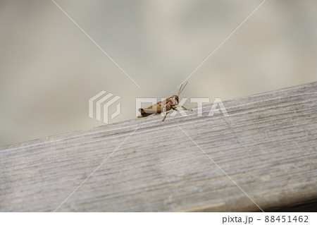 昆虫 虫 蟲 88451462