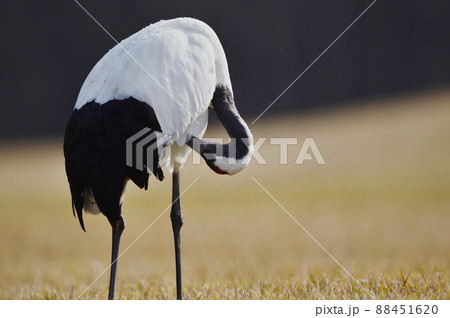 黄金色に染まる草原で羽繕いするタンチョウ（北海道・鶴居） 88451620