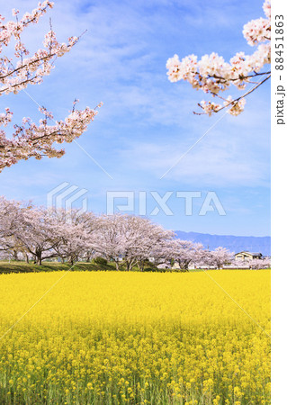 藤原宮跡 満開の桜と菜の花 藤原宮跡 満開の桜と菜の花 88451863