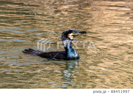 The great cormorant, Phalacrocorax carbo swimming on a lake The great cormorant, Phalacrocorax carbo swimming on a lake 88451997