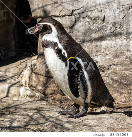 Humboldt Penguin, Spheniscus humboldti in a park 88452003