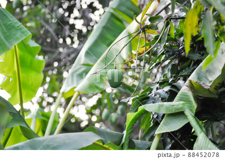 mango , mango seed or mango tree mango , mango seed or mango tree 88452078