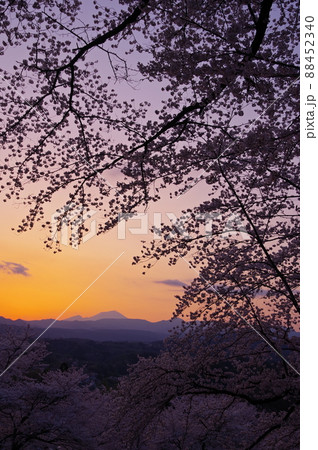 満開の桜に彩られた群馬県安中市にある春の後閑城址公園 満開の桜に彩られた群馬県安中市にある春の後閑城址公園 88452340