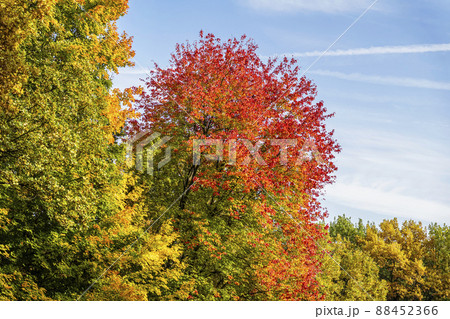 Autumn landscape, panorama of colorful bright trees, vivid autumn colors 88452366