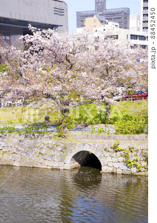 福岡城下之橋御門と桜 福岡城下之橋御門と桜 88452450