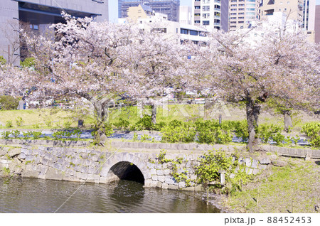 福岡城下之橋御門と桜 福岡城下之橋御門と桜 88452453