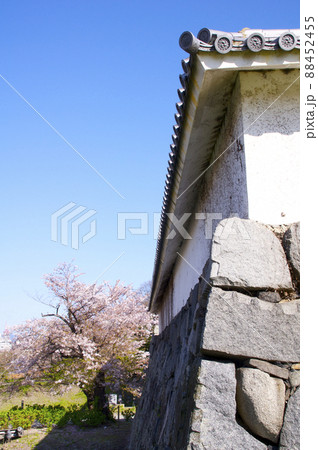 福岡城下之橋御門と桜 福岡城下之橋御門と桜 88452455