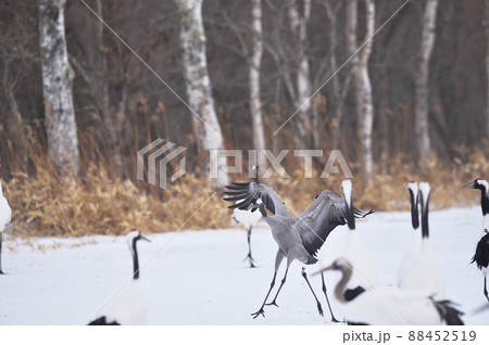 珍しい！タンチョウの群れに混ざるクロヅル（北海道） 88452519