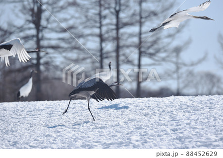雪の中助走するクロヅル(北海道) 雪の中助走するクロヅル(北海道) 88452629