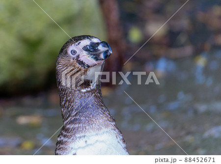 水面から顔を出すフンボルトペンギン 88452671