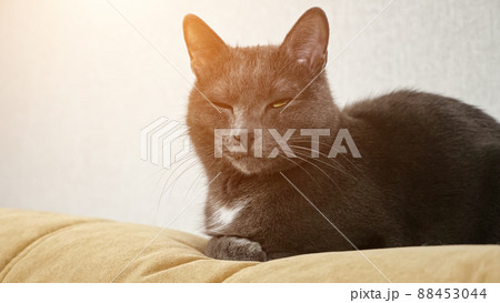 Domestic grey fluffy cat sitting on sofa in room Domestic grey fluffy cat sitting on sofa in room 88453044