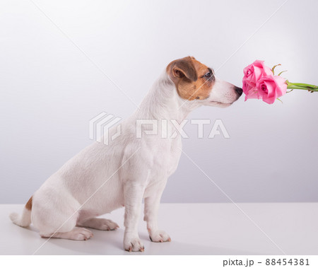 Portrait of funny dog Jack Russell Terrier sniffing a bouquet of roses on a white background 88454381