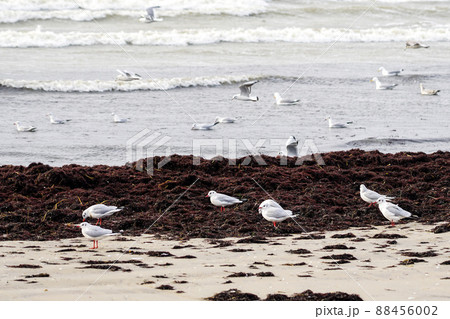 Seascape with brown seagrass piles and black-headed gulls in winter form with a white head 88456002