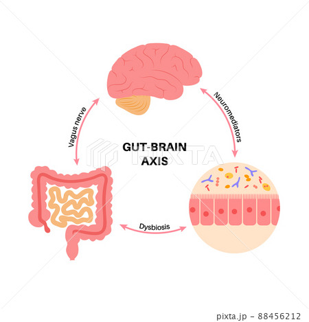 Gut brain connection 88456212
