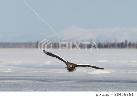野鳥の楽園 風蓮湖冬景色 野鳥の楽園 風蓮湖冬景色 88456361