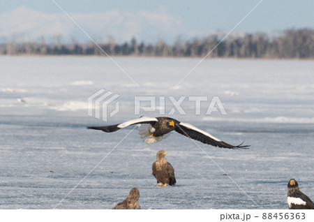 野鳥の楽園 風蓮湖冬景色 野鳥の楽園 風蓮湖冬景色 88456363