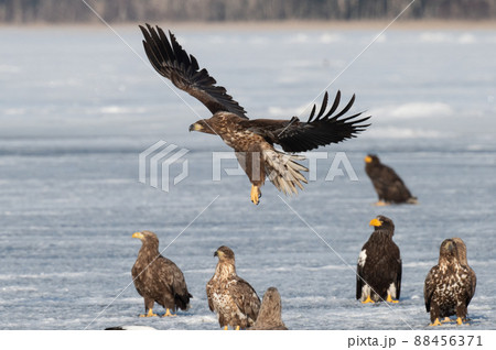 野鳥の楽園　風蓮湖冬景色 88456371