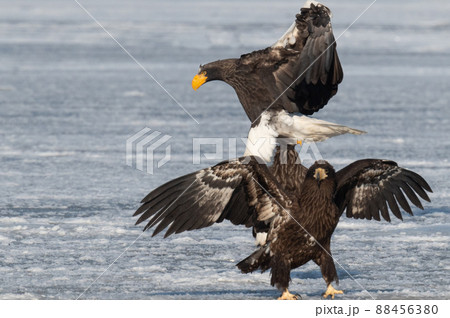 野鳥の楽園　風蓮湖冬景色 88456380