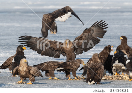 野鳥の楽園　風蓮湖冬景色 88456381