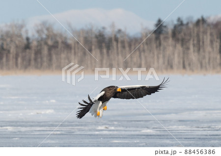 野鳥の楽園 風蓮湖冬景色 野鳥の楽園 風蓮湖冬景色 88456386