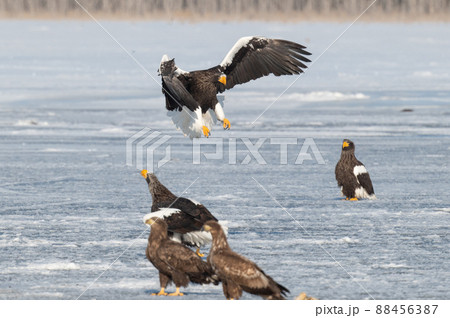 野鳥の楽園 風蓮湖冬景色 野鳥の楽園 風蓮湖冬景色 88456387