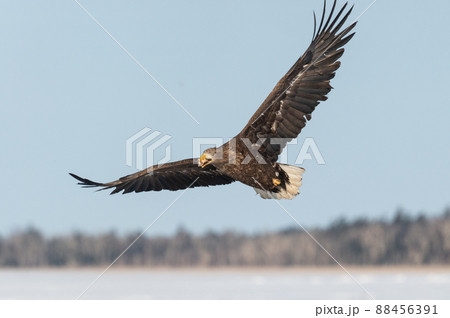 野鳥の楽園　風蓮湖冬景色 88456391