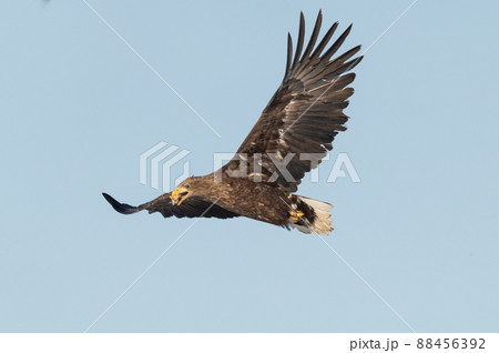 野鳥の楽園 風蓮湖冬景色 野鳥の楽園 風蓮湖冬景色 88456392