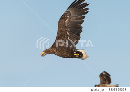 野鳥の楽園　風蓮湖冬景色 88456393