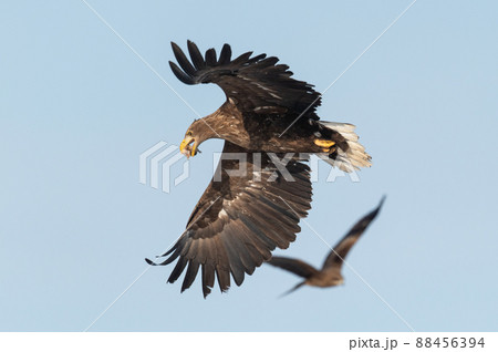 野鳥の楽園 風蓮湖冬景色 野鳥の楽園 風蓮湖冬景色 88456394
