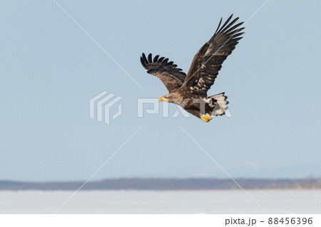 野鳥の楽園　風蓮湖冬景色 88456396