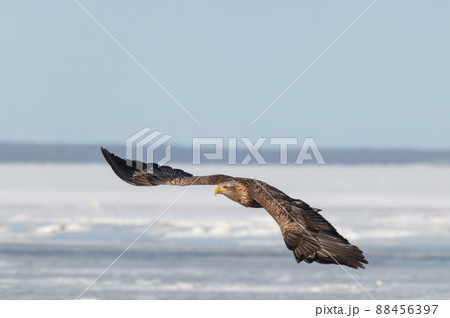 野鳥の楽園　風蓮湖冬景色 88456397