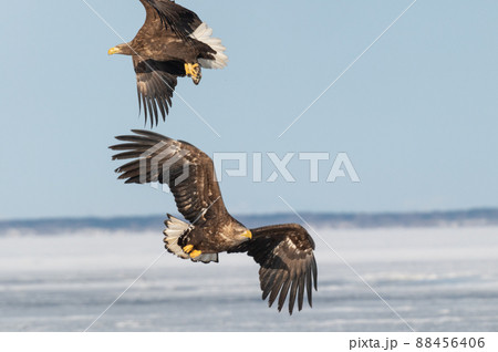 野鳥の楽園 風蓮湖冬景色 野鳥の楽園 風蓮湖冬景色 88456406