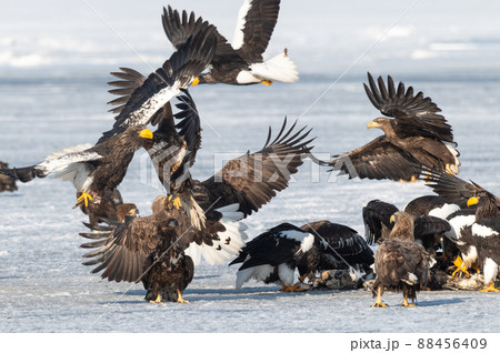 野鳥の楽園　風蓮湖冬景色 88456409