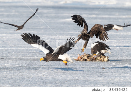 野鳥の楽園 風蓮湖冬景色 野鳥の楽園 風蓮湖冬景色 88456422