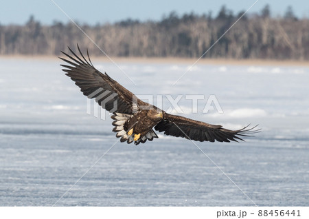 野鳥の楽園 風蓮湖冬景色 野鳥の楽園 風蓮湖冬景色 88456441