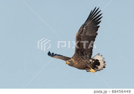 野鳥の楽園 風蓮湖冬景色 野鳥の楽園 風蓮湖冬景色 88456449