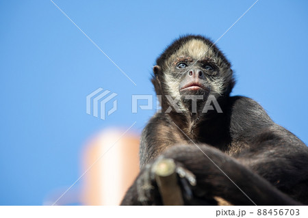 クモザル 88456703