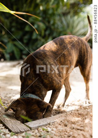 Amstaff terrier hunting mice in a garden.  88456823