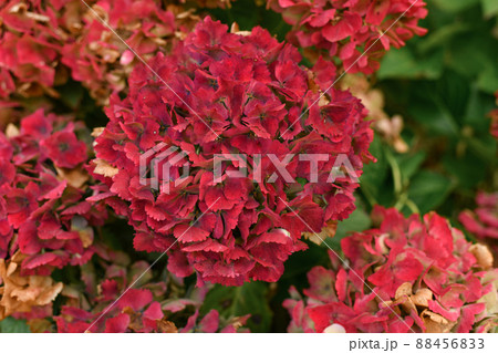 Background of a red hydrangea flowers, Hortensia flower Background of a red hydrangea flowers, Hortensia flower 88456833