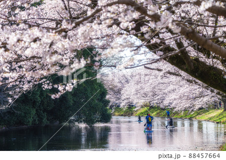 茨城県つくばみらい市 福岡堰さくら公園の満開の桜 茨城県つくばみらい市 福岡堰さくら公園の満開の桜 88457664
