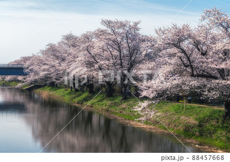 茨城県つくばみらい市　福岡堰さくら公園の満開の桜 88457668