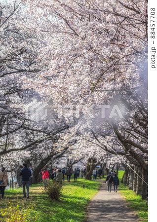 茨城県つくばみらい市　福岡堰さくら公園の満開の桜 88457708